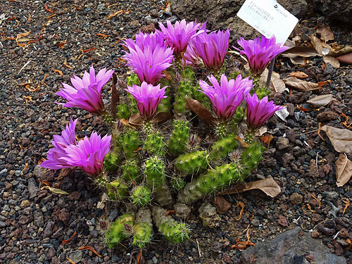 Echinocereus berlandieri